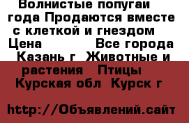 Волнистые попугаи, 2 года.Продаются вместе с клеткой и гнездом. › Цена ­ 2 800 - Все города, Казань г. Животные и растения » Птицы   . Курская обл.,Курск г.